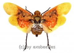 Penthicodes farinosa