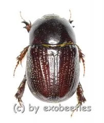 Pentodontini spec. #1 ( 10 - 14 )