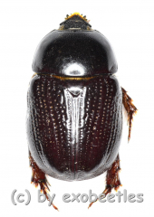 Pentodontini spec. #4 ( 15 - 19 )