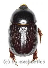 Pentodontini spec. #4 ( 15 - 19 )