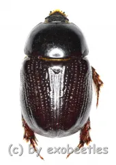 Pentodontini spec. #4 ( 15 - 19 )