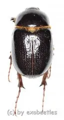 Pentodontini spec. #5 ( 15 - 19 )