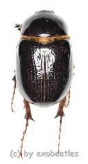 Pentodontini spec. #5 ( 15 - 19 )