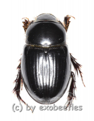 Pentodontini spec. #6 ( 10 - 14 )