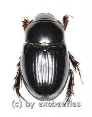 Pentodontini spec. #6 ( 10 - 14 )