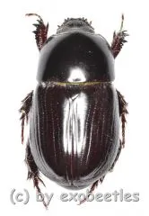 Pentodontini spec. #7 ( 15 - 19 )