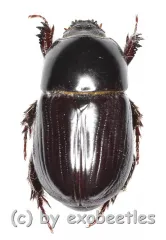 Pentodontini spec. #7 ( 15 - 19 ) A2