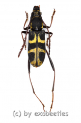 Perissus spec. ( 10 – 14 )