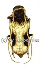 Petrognatha gigas ( 50 – 64 )