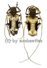 Petrognatha gigas ( M 40 – 44 ) A1-