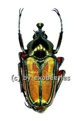 5 x Phaedimus howdeni