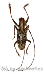 Pharsalia subgemmata ( 20 - 24 )