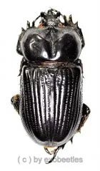 Phileurus didymus ( 45 – 49 )