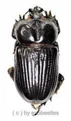 Phileurus didymus ( 45 – 49 )