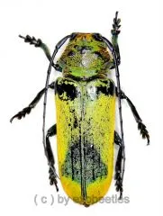 Phosphoreus virescens unicolor ( 30 – 34 ) A2