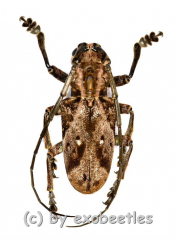 Phryneta coeca ( 20 – 24 )