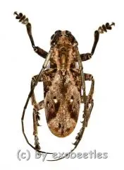 Phryneta coeca ( 20 – 24 )