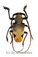 Phryneta leprosa ( M 30 – 34 ) A2
