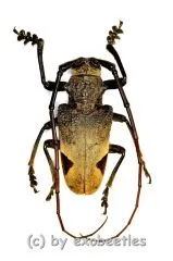 Phryneta leprosa ( M 30 – 34 ) A2