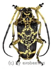 Phryneta marmorea ( 25 – 29 ) A1-