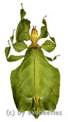 Phyllium bioculatum f.pulchrifolium ( Freak ) #2 ( 80+ )