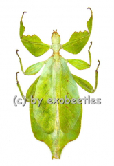 Phyllium celebicum ( 80 – 89 )
