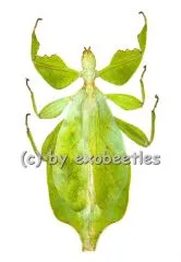 Phyllium celebicum ( 80 – 89 )