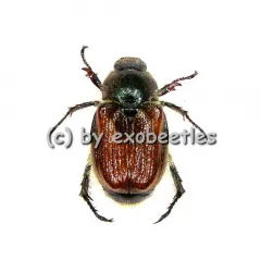 Phyllopertha horticola