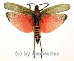 Phymateus saxosus ( spread )