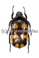 Plaesiorrhinella mhondana f.scalaris ( 20 - 24 ) A2