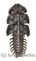 Platerodrilus sp. ( 35 – 39 )