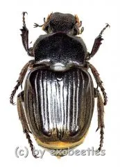 Platygenia barbata ( 25 – 34 )