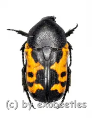 Polybaphes sanguinolenta