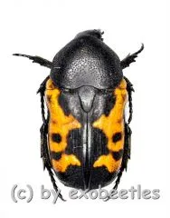 Polybaphes sanguinolenta ( 10 – 14 ) A2