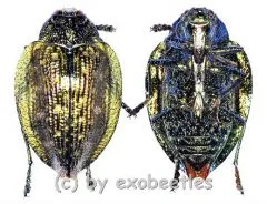 Polybothris alboplagiata ( 20 – 29 ) A2