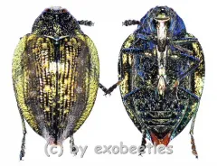 Polybothris alboplagiata ( 20 – 29 ) A2