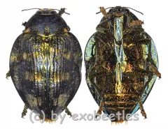 Polybothris carinifrons ( 20 – 29 ) A2
