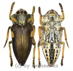 Polybothris expansicollis ( 20 – 34 ) A2