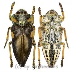 Polybothris expansicollis ( 20 – 24 )