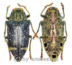 Polybothris luczoti ( 25 – 34 ) A2