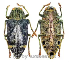 Polybothris luczoti ( 25 – 34 ) A2