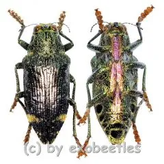 Polybothris luczoti ( 30 – 34 )