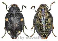 Polybothris mystica ( 20 – 24 )