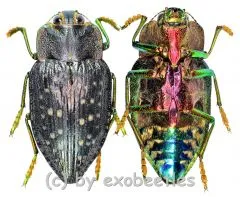 Polybothris quadricollis ( 25 – 29 )
