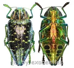 Polybothris sumptuosa superba