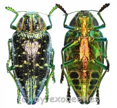 Polybothris sumptuosa superba