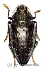 Polybothris sumptuosa superba ( schwarze var. ) ( 35+ )