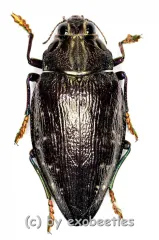 Polybothris sumptuosa superba ( schwarze var. ) ( 35+ )
