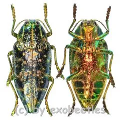 Polybothris sumptuosa superba ( rötliche var. ) ( 30 – 34 )