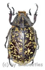 Polyphylla tonkinensis ( 30 – 39 )
